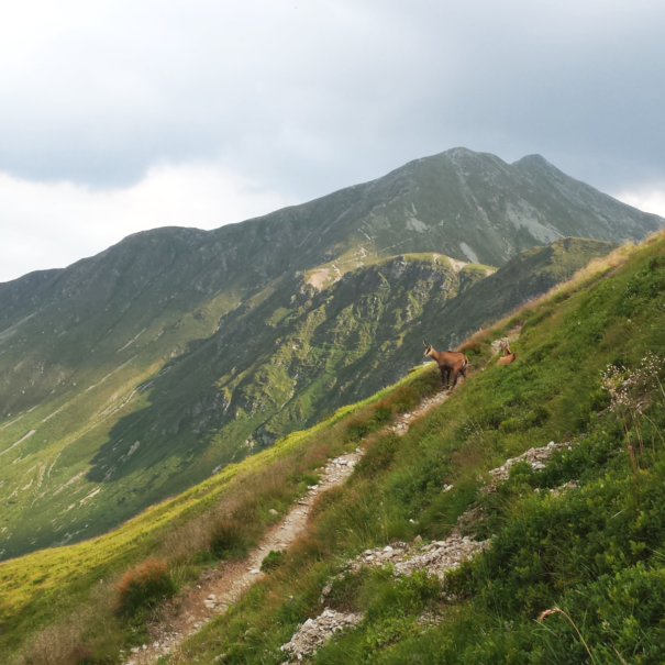 20150807_161832kozica